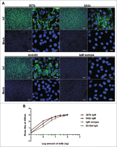 Figure 1. Characterization of mouse IgM mAbs in (A) IFA on CHIKV-infected BHK-21 cells and (B) indirect virion-based ELISA. (A) Purified mAbs produced from immunization of CHIKV was tested at 1:100 or 1:300 dilution in PBS. Rabbit anti-CHIKV E2 polyclonal IgG and mouse IgM isotype antibodies serve as positive and negative control, respectively. Cell nuclei were stained with DAPI while CHIKV antigens (white arrowhead) were secondarily stained with goat anti-mouse or anti-rabbit IgG FITC. Images were captured under 10x and 100x magnification and representative images from 2 independent experiments are shown. (B) Virion-based indirect ELISA. Sucrose-purified CHIKV were coated onto 96-well plate and incubated with anti-CHIKV IgMs, IgM isotype antibody or mouse anti-CHIKV E2 8A4 IgG mAb positive control at a range of 0.1 to 100 ng. 8A4 mAb was previously validated to be strongly positive for CHIKV binding in indirect ELISA.Citation67 The negative control consists of wells not coated with CHIKV. Absorbance value (Abs) was measured at 450 nm. Mean abs is derived from 3 independent experiments performed in duplicates and ± SD values are shown as error bars.