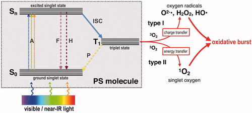 Figure 1. Adapted Jablonski diagram showing the photochemical and photophysical mechanisms of antimicrobial photodynamic therapy (aPDT). S0: ground singlet state of the PS molecule; Sn: excited singlet state of the PS molecule; T1: triplet excited state of the PS molecule; A: absorption of light; F: fluorescence emission; H: heat generation (internal conversion); ISC: inter-system crossing; P: phosphorescence emission; 3O2: ground state oxygen; 1O2: singlet oxygen; O2−•: superoxide anion; HO•: hydroxyl radical; H2O2: hydrogen peroxide.