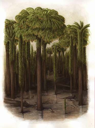 Figure 1. Reconstruction of arborescent lycopsids of the Pennsylvanian-age palaeotropical coal swamps of Euramerica. Artist Annette Townsend.