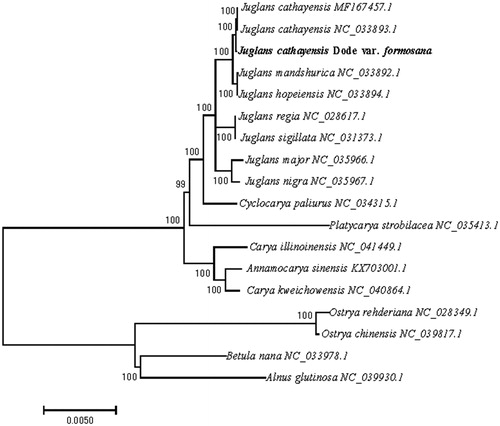 Figure 1. The neighbor-joining (NJ) tree of Juglans cathayensis var. formosana (Hayata). Bootstraps values were given next to the nodes.