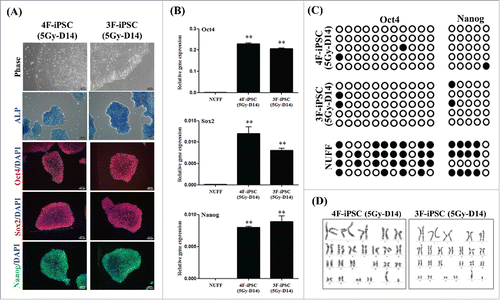 Figure 4. Characterization of induced pluripotent stem cells (iPSCs) generated from post-irradiated fibroblasts using four factors (OSKM) or three factors (OSK). (A) Morphology, immunostaining for pluripotent markers (Oct4, Sox2, and Nanog), and alkaline phosphatase (ALP) assay in 4F- or 3F-iPSCs (passage 7) derived from 5Gy-D14 cells. DAPI was used for counting nuclear staining. Scale bar = 100 μm. (B) Quantitative RT-PCR analysis of expression of endogenous pluripotent markers (Nanog, Oct4, and Sox2) in 4F- or 3F-iPSCs (5Gy-D14). mRNA expression levels of pluripotent markers was calculated relative to that of GAPDH and normalized to the parental cells as the control. The data are shown as means ± SDs from triplicate experiments (**P < 0.01, one-way ANOVA analysis with Scheffe pairwise post-hoc test) (C) DNA methylation analysis of several CpG sites in Oct4 and Nanog promoters, indicating demethylation of Oct4 and Nanog promoters in 4F- or 3F-iPSCs generated from 5Gy-D14 cells. Oct4 and Nanog promoters of parental cells were hyper-methylated. (D) Karyotyping of 4F- or 3F-iPSCs generated from 5Gy-D14 cells. NUFF: newborn human foreskin fibroblasts as donor cells. 4F-iPSC (5Gy-D14): iPSCs derived from fibroblasts at 14 d post-irradiation with 5 Gy using four factors (OSKM). 3F-iPSC (5Gy-D14): iPSCs derived from fibroblasts at 14 d post-irradiation with 5 Gy using three factors (OSK).