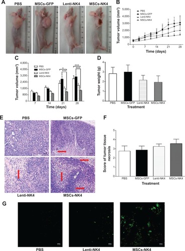 Figure 5 Effects of systemic administration of PBS, MSCs-GFP, Lenti-NK4, or MSCs-NK4 on the growth of gastric tumor xenografts over 28 days in BALB/C nude mice.