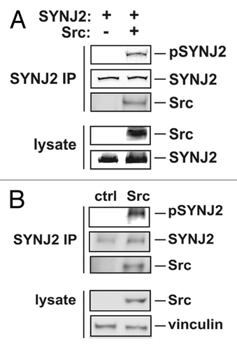 Figure 3. Src phosphorylates SYNJ2. (A) Tyrosine phosphorylation of SYNJ2 in Src-SYNJ2 co-expression conditions. Myc-tagged SYNJ2 was co-expressed with or without constitutively active Src (SrcY527F) in 293T cells and immunoprecipitated with an anti-Myc antibody. Tyrosine phosphorylated SYNJ2 in the immunoprecipitate was visualized by western blotting using an anti-phospho-tyrosine antibody (pSJ2). Total SYNJ2 and Src were visualized with their respective antibodies. (B) Tyrosine phosphorylation of SYNJ2 in Src-transformed cells. Endogenous SYNJ2 was immunoprecipitated from Src-transformed SNB19 glioblastoma cells or parental cells using an anti-SJ2 polyclonal antibody. Samples from cell lysates and immunoprecipitate were immunoblotted with the indicated antibodies. Data shown are representative of at least two experiments.