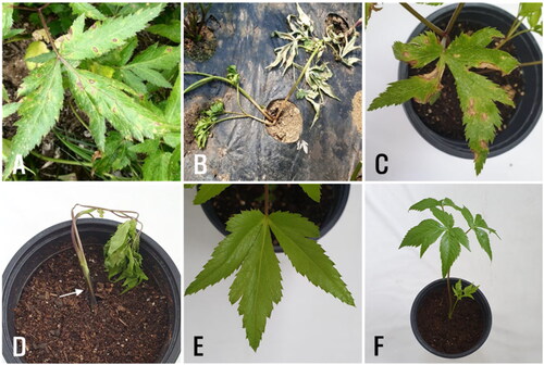 Figure 3. Leaf spot and stem rot symptoms of Angelica acutiloba plants. (A, B) Symptoms on the leaves and stems observed in the investigated field and vinyl greenhouse, respectively. Induced symptoms on the leaf (C) and the stem (D) by artificial inoculation with the isolates of Didymella acutilobae sp. nov. in pathogenicity tests. The white arrow (D) indicates a stem rot lesion formed on the stem. (E, F) Non-inoculated control plants.