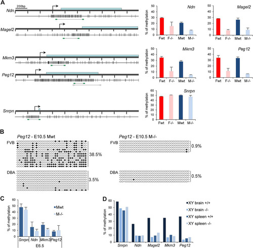 Fig 6 The clustered PWS genes are hypomethylated in Smchd1−/− embryos. (A) Methylation analysis by Sequenom of fragments encompassing the CGIs linked to genes from the PWS cluster. A schematic map of a 2-kb genomic region around the transcription start site (arrows) with CpG islands (gray boxes) for each gene is shown on the left. Blue rectangles represent coding sequences. Vertical bars indicate the positions of CpG sites, and the line linking two green rectangles at the bottom indicates the position of the fragment analyzed by Sequenom. For Peg12, arrowheads represent primers used for conventional bisulfite in panel B. Graphs on the right indicate methylation levels calculated from an average of three E10.5 embryos from each sex (F, female; M, male) and genotype (wt, wild type; −/−, Smchd1 mutant). Error bars represent standard deviations. (B) Conventional bisulfite analysis of the Peg12 CGI in wild-type and Smchd1−/− male FVB/DBA embryos at E10.5. Circles represent CpG sites either unmethylated (open) or methylated (closed), and global methylation levels are indicated on the right for each allele and each sample analyzed. (C) Average methylation levels measured by bisulfite analysis using Sequenom from 3 individual male wild-type and −/− embryos at E6.5. Error bars represent standard deviations. (D) Methylation levels measured in brain and spleen tissues from wild-type and Smchd1−/− adult males (XY).