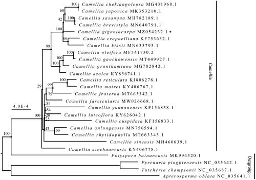 Figure 1. The maximum likelihood phylogenetic tree based on 26 chloroplast genome sequences of the Theaceae family. Bootstrap values based on 1,000 replicates are indicated at each branch node.