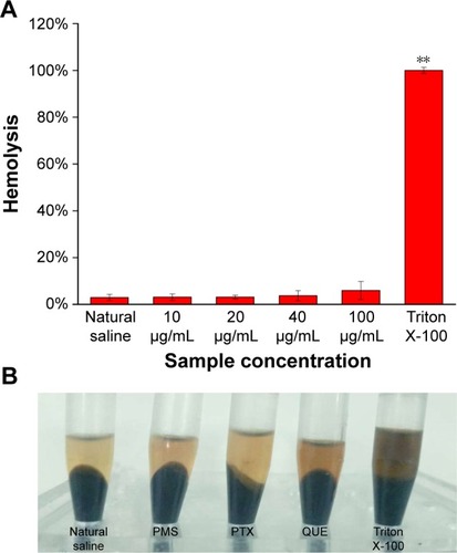 Figure 5 (A) Percentage hemolysis versus concentration of PMs. Data shown are the mean ± standard deviations (n=3, **P<0.01). (B) Hemolysis assay of PTX, QUE, and PMs.Abbreviations: PMs, polymeric microspheres; PTX, paclitaxel; QUE, quercetin.