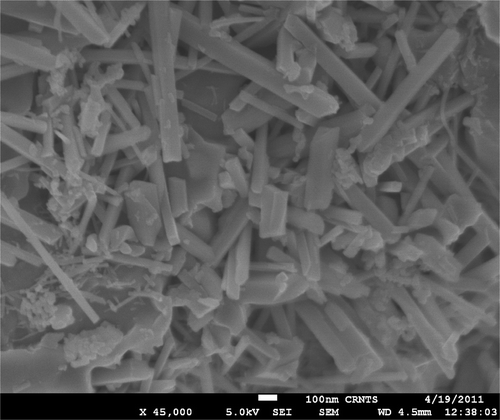 Figure 3. SEM image of TbMnO3 powder showing nanorod like morphology.