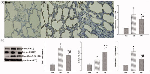 Figure 5. Lipoxin A4 inhibited the apoptosis of lung tissues induced by LIRI in rats. (A) Apoptosis of the lung tissues from the indicated groups at 24 hours after reperfusion was measured by TUNEL assays. Representative images are shown, and the relative apoptosis index was summarised. (B) The expression levels of Bax, Bcl-xL, cleaved-caspase-3 in the lung tissues of rats in the indicated groups were measured with Western blot. Representative images are shown, and the relative expression levels of the indicated proteins were summarised. β-actin was used as a loading control. n = 8 rats for each group; *p <.05, vs. the sham group; #p <.05, vs. the LIRI group. Display full size, the sham group; Display full size, the LIRI group; Display full size, the LA4 group.