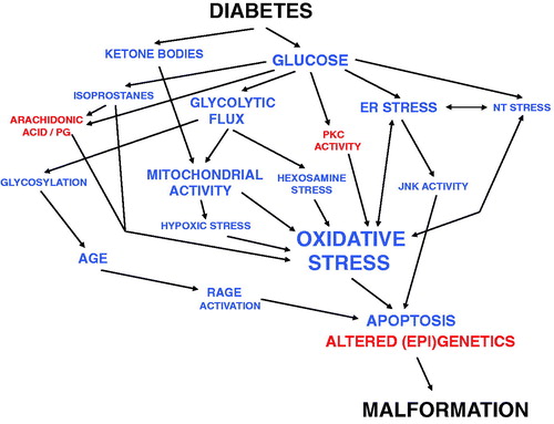 Figure 2. Schematic outline of the development of diabetic embryopathy. Blue color marks increased activity/amount, and red color decreased or disturbed activity/amount of compounds or processes. Note that more interactions between the items are likely to be present than those denoted here, and that the putative importance of genetic predisposition is not included.