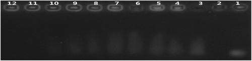 Figure 5. Picture of AGE. Channel 1: naked SiRNA. Channel 2: PLL. Channels 3–12: PLL/SiRNA complexes at mass ratios of 0.5:1, 1:1, 2:1, 4:1, 8:1, 12:1, 16:1, 20:1, 40:1 and 80:1 respectively.