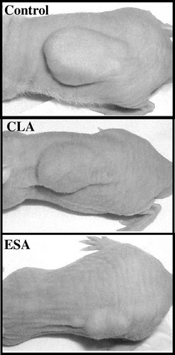 Fig. 4. The antitumor effect of ESA.