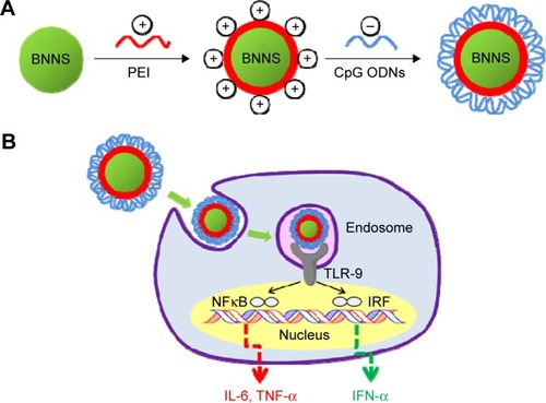 Figure 1 Schematic illustration of the process for preparation and application of the PEI-functionalized BNNS as an efficient CpG ODNs carrier.Notes: (A) Preparation of the PEI-functionalized BNNS for CpG ODNs loading. (B) Application of the PEI-functionalized BNNS as a carrier for enhancing the immunostimulatory effects of the CpG ODNs.Abbreviations: BNNS, boron nitride nanospheres; IFN, interferon; IL-6, interleukin-6; IRF, interferon regulatory factor; NFκB, nuclear factor κB; ODN, oligodeoxynucleotide; PEI, polyethyleneimine; TLR-9, Toll-like receptor 9; TNF, tumor necrosis factor.