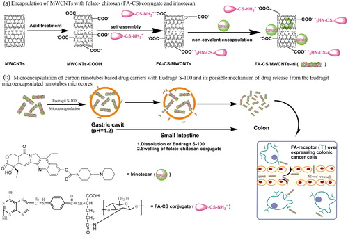 Scheme 1. (a) Encapsulation of MWCNTs with FA-CS and irinotecan and (b) microencapsulation of nanotube microcores with Eudragit and its release process.