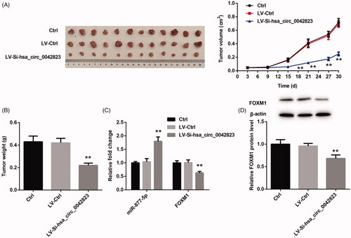 Figure 7. Hsa_circ_0042823 knockdown inhibited the tumour growth of LSCC via miR-877-5p/FOXM1 axis. (A and B) The tumour volume and weight in Ctrl, LV-Ctrl and LV-Si-hsa_circ_0042823 groups was measured. (C and D) The mRNA or protein expression of miR-877-5p and FOXM1 in Ctrl, LV-Ctrl and LV-Si-hsa_circ_0042823 groups was estimated by qRT-PCR and WB. **p<.01, compared with LV-Ctrl.