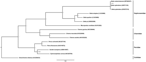 Figure 1. Phylogenetic relationships among twelve concatenated mitochondrial protein-coding genes, without ND6 sequences of fifteen mitochondrial genomes, including, Oreochromis niloticus as the outgroup using Bayesian inference analysis. The complete mitochondrial genome sequence was downloaded from GenBank. Accession numbers are indicated in parentheses after the scientific names of each species. Support values at each node are Bayesian posterior probabilities, while branch lengths represent the number of nucleotide substitutions per site.