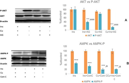 Figure 3. Effect of the inhibitors of insulin signaling kinases on curcumin-mediated phosphorylation of AKT (a) and AMPK (b). (Ins; insulin, Cu; curcumin 40 μM). The results are expressed as mean ± S.D for three independent experiments, * P < 0.05; compares each group with its own phosphorylated form. * P < 0.05; as compared with the control value.