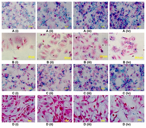 Figure 3 Prussian blue histochemical reaction of MCF-7 and HepG2 cells following incubation with different concentrations (25–200 μg/mL) of FA-SPION and SPION. A(i–iv) MCF-7 with different concentrations of FA-SPION B(i–iv) MCF-7 with different concentrations of unconjugated SPION. C(i–iv) HepG2 with different concentrations of FA-SPION D(i–iv) HepG2 with different concentrations of unconjugated SPION.Abbrevations: MCF-7, hormone dependent breast carcinoma cells; HepG2, Hepato-carcinoma cells; FA-SPIONs, folic acid conjugated superparmagnetic iron oxide nanoparticles; SPION, superparamagnetic iron oxide nanoparticles.