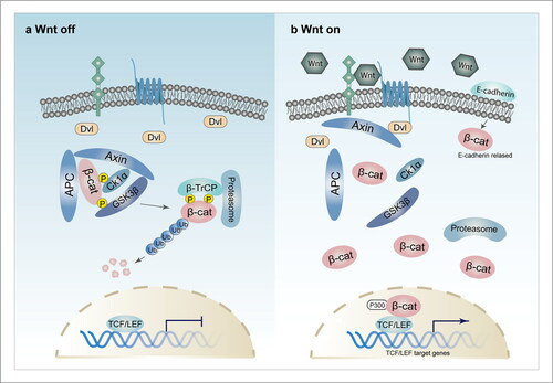 Figure 2. Inactivated canonical Wnt signaling (a) and activated canonical Wnt Signaling (b).