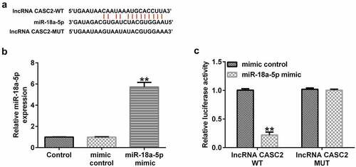 Figure 1. miR-18a-5p binds to the 3’UTR of lncRNA CASC2. (a) Prediction of a complementary lncRNA CASC2 and miR-18a-5p binding site. (b) Expression of miR-18a-5p in 293 T cells after mimic control or miR-18a-5p mimic transfection. (c) The Dual-luciferase reporter assay confirmed the relationship between lncRNA CASC2 and miR-18a-5p. **P < 0.01 vs. mimic control. miR, microRNA; lncRNA CASC2, long non-coding RNA cancer susceptibility candidate 2. Experiments were repeated for three times.