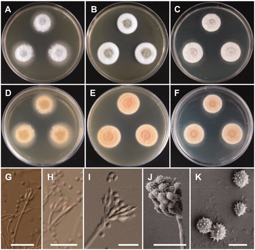Figure 5. Morphology of Talaromyces apiculatus. (A,D) Colonies on yeast extract sucrose agar (YES); (B,E) Colonies on Blakeslee’s malt extract agar (MEA); (C,F) Colonies on Czapek yeast autolysate agar (CYA); (A–C: obverse view, D–F: reverse view); (G–J) Conidiophores; (K) Conidia (Scale bars: G–J = 20 μm, K = 5 μm).