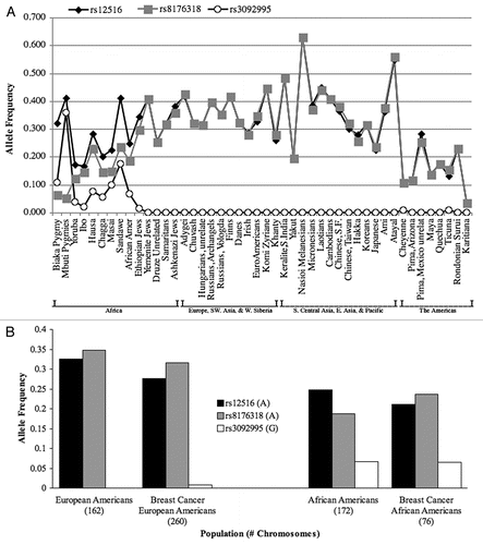 Figure 1 (A) Global population-specific frequencies of the derived alleles at three BRCA1 3′UTR SNPs. Populations are listed across the X-axis and the corresponding frequency for the derived alleles at each SNP is shown on the y-axis: rs12516 allele A, rs8176318 allele A, and rs3092995 allele G. The SNPs were genotyped in 2,250 individuals. They represent 46 populations from around the world which are categorized based on geography: Africa; Europe, Southwest Asia and western Siberia; South Central Asia, East Asia, and the Pacific; and the Americas (left to right). (B) BRCA1 3′UTR allele frequencies among breast cancer patients by ethnicity. Populations are listed across the X-axis and the corresponding allele frequency for each genotyped SNP is shown on the y-axis. Both global control and breast cancer populations are listed across the X-axis by ethnicity and the corresponding allele frequency for the derived allele at each SNP is shown on the y-axis: rs12516 allele A, rs8176318 allele A, and rs3092995 allele G. The SNPs were examined in 335 individuals, including control populations and breast cancer populations grouped as European Americans and African Americans (left to right).