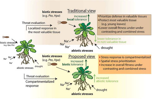 Figure 2. Schematic representation and comparison of the traditional view and our updated model of plant stress responses under the assumptions of the ODT. In the traditional view, hormonal crosstalk during combined stresses could prevent protection of only the most valuable parts of the plant. In contrast, in our proposed model, during combined stress, plant fitness increases due to a differential prioritization of contrasting hormonal defense responses in leaves of different ages. Na+ = salt stress, Hpa = Hyaloperonospora arabidopsidis, Pto = Pseudomonas syringae pv. tomato.