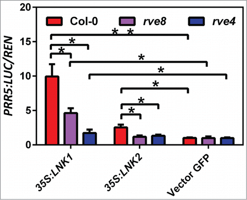 Figure 1. The transcriptional activation of PRR5 by RVE8 and RVE4 requires LNK1 and LNK2. Relative expression of PRR5:LUC/REN (35S:RenLUC) normalized to Vector GFP control, in transiently transfected Arabidopsis protoplasts constitutively overexpressing LNK1 or LNK2 in Col-0 and in rve8 and rve4 mutant backgrounds (sampled at ZT6). Horizontal lines indicate values that are significantly different (ANOVA; *P < 0.05, **P < 0.01).