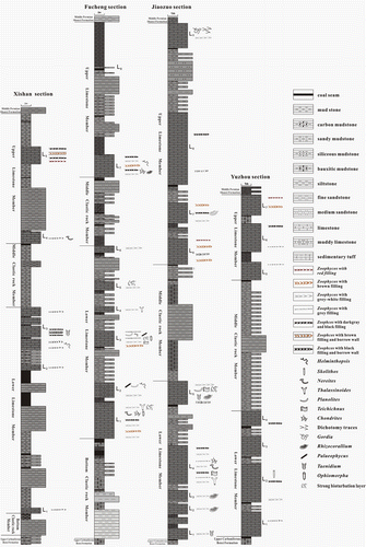 Figure 2. Stratigraphic column of study sections and vertical distribution characteristics of ichnofossils from the Taiyuan Formation in North China Basin.