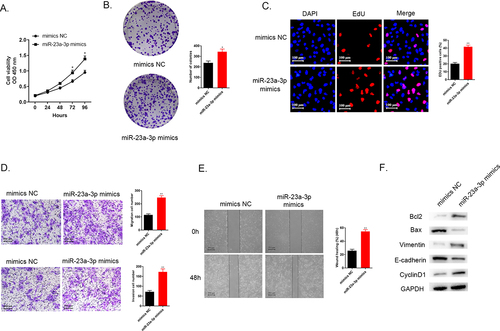 Figure 3. Increasing miR-23a-3p expression was able to accelerate proliferation, invasion, as well as migration of cancer cells. (a) We applied CCK-8 assay for detection of cell viability in RBE cells after transfection with miR-23a-3p mimics or mimics NC. (b-c) Colony formation as well as EdU assays examined proliferation ability of cells when miR-23a-3p overexpression, respectively. (d) Transwell assays aimed to observed cell invasion as well as migration when miR-23a-3p overexpression. (e) Wound healing assay detected cell migration when miR-23a-3p overexpression. (f) Quantitation of proteins correlated to apoptosis (Bax and Bcl-2), EMT pathway biomarkers correlated to tumor transition (Vinmentin and E-cadherin) and cell cycle protein (CyclinD1) were examined by Western blot.