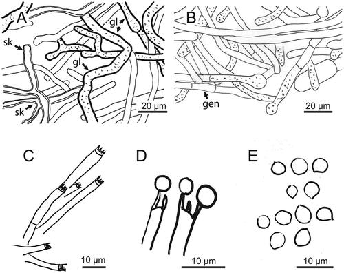 Figure 4. Microscopic structures of Kusaghiziporia usambarensis (holotype). (a) Skeletal hyphae (sk) with Y-shaped branches; gloeplerous hyphae (gl). (b) Septate generative hyphae (gen). (c) Basidia. (d) Basidia with spores attached to sterigmata. (e) Globular to subglobular basidiospores