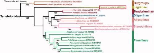 Figure 1. Maximum likelihood phylogenetic tree for Tenebrionidae based on the nucleotide sequence data of 13 protein-coding genes from Cerogria popularis and other 18 species belonging to seven subfamilies of Coleoptera. The number on each node indicates the bootstrap support value (BS).