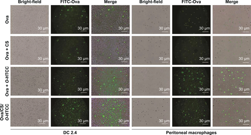 Figure S4 Internalization of the FITC-Ova-loaded complexes in APCs.Note: Fluorescence microscopy analysis of FITC-Ova uptake (400×) in DC2.4 cell lines and peritoneal macrophages.Abbreviations: FITC, fluorescein isothiocyanate; CS, curdlan sulfate; O-HTCC, O-(2-hydroxyl)propyl-3-trimethyl ammonium chitosan chloride; Ova, ovalbumin.