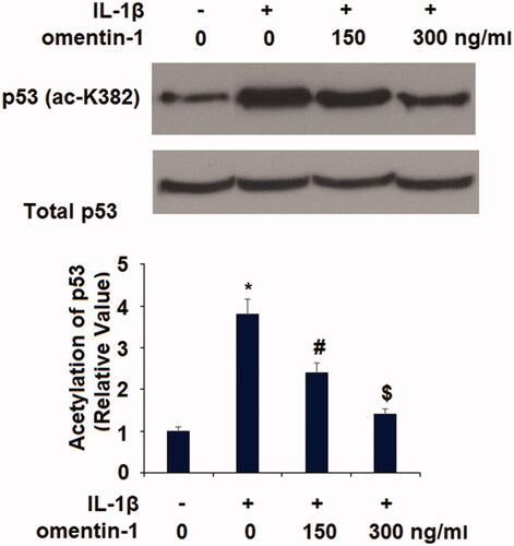 Figure 5. Omentin-1 inhibited IL-1β-induced K382 acetylation of p53 (ac-K382). Cells were treated with IL-1β (10 ng/mL) with or without omentin-1 (150,300 ng/mL) for 24 h. Acetylation of p53 was measured by immunoprecipitation with anti-human rabbit polyclonal p53 and western blot analysis with anti-acetyl-p53 at Lys382. The ratio of acetylated p53 to total p53 was quantified (*, #, $p < .01 vs. previous group, n = 5–6).