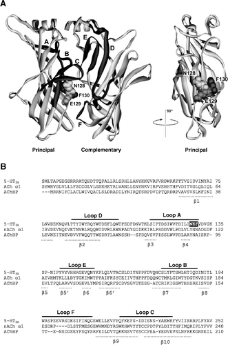 Figure 1.  Adjacent subunits (principal and complementary) showing the positions of Asn-128, Glu-129 and Phe-130 in the original homology model of the 5-HT3 receptor (Reeves et al. [Citation2003], Thompson et al. [Citation2005]). (A) Only two of the five subunits have been shown for ease of viewing. In the right hand panel the complementary subunit has been removed and the binding site rotated to view it from the side. (B) An alignment of the 5-HT3A, nAChR α1 and AChBP receptor subunit sequences. The binding loops of the receptors are indicated by black lines above the alignment and their location can be seen in the structure above. The positions of the β-sheets are shown by grey lines beneath the text and are taken from the AChBP protein crystal structure (Brejc et al. [Citation2001]). Asn-128, Glu-129 and Phe-130 are highlighted as white text in a black box. Accession numbers for the 5-HT3A, nACh α1 and AChBP subunit sequences are Q6J1J7, P02710 and P58154 respectively.