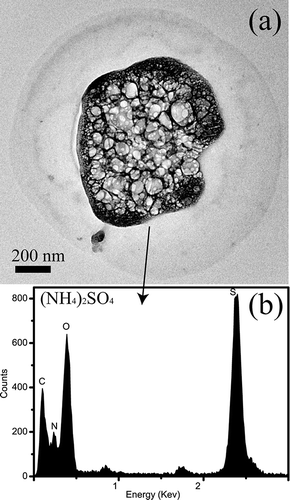 Figure 7. TEM image of an ammoniated sulfate particle enclosed with a prominent circle. The original S-rich particle bubbled under the electron beam.