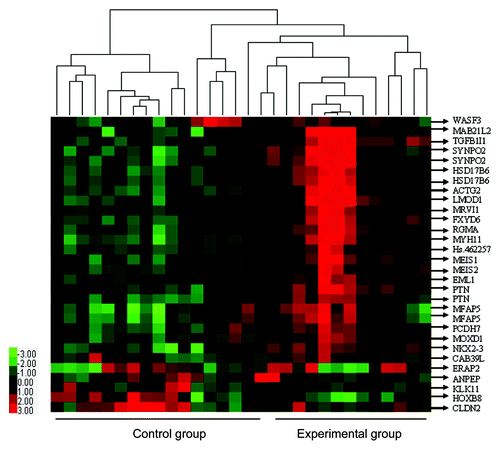 Figure 1. Clustering display of microarray data and functional classifications of differentially expressed genes for experimental group vs. control group. Comparisons of 26 differentially expressed genes (30 ESTs) between the two groups were performed using the SAM software. Upon hierarchical clustering, they have been visualized with TreeView tools. Gene symbols are labeled on the right. Expression levels are represented by a color tag; red represents the highest while green is for the lowest levels of expression.