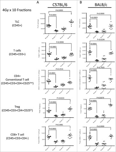 Figure 2. (A) Lymphocyte assessment for the C57 BL/6 strain treated with the 4 Gy x 10 fractions, showing non-specific lymphodepletion in the periphery as response to treatment. (B) Lymphocyte assessment for the Balb/c strain treated with the 4 Gy x 10 fractions, showing non-specific lymphodepletion in the periphery as response to treatment. All experiments were repeated in triplicate. Error bars were calculated using one-way repeated measures analysis of variance. Middle bars represent mean, with upper and lower error bars.