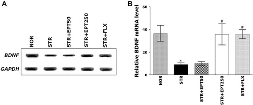 Figure 5. The effects of EPT administration on the expression of BDNF mRNA in mice subjected to repeated restraint stress for 14 consecutive days.Note: The PCR bands on an agarose gel (A) and their relative intensities (B). *p < .05 versus NOR group, #p < .05 versus STR group.