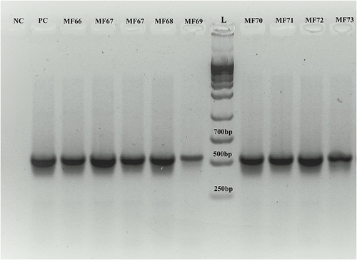 Figure 1 PCR amplicons of algD GDP used in molecular confirmation of the genus Pseudomonas. MF66 to MF73 represent the isolate numbers.
