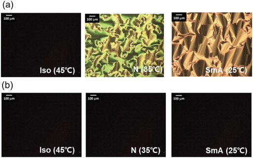 Figure 2. Typical polarized optical microscopy images at the Iso, N, and SmA phases in the PR rod-like mesogen (a) before and (b) after UV irradiation.