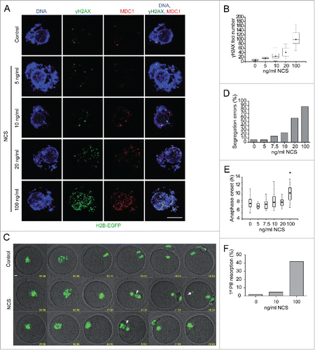 Figure 1. DSBs induced by Neocarzinostatin in GV-stage oocytes result in chromosome segregation problems in anaphase I. (A) Immunofluorescence of control and NCS treated GV-stage oocytes labeled with pS139 H2AX (γH2AX) and MDC1 antibodies.  Maximum z-projection of confocal section across nucleus is shown. (B) Number of γH2AX foci in control and NCS treated GV-stage oocytes (n=137, 22, 118, 29, 21). (C) Selected time frames of live H2B-EGFP control and NCS treated oocytes imaged by confocal microscopy. Arrowheads show chromosome segregation errors in anaphase and arrow shows diffusing chromosome fragment in MII. Maximum z-projection of H2B-EGFP and single bright filed section is shown. Time in hh:mm. (D) Percentage of segregation errors in anaphase I and (E) timing of anaphase onset in control and NCS treated oocytes (for C and D n=98, 17, 20, 56, 47, 113). (F) Percentage of 1st polar body resorption after anaphase onset in control, 10 and 100 ng/ml NCS treated oocytes (n=98, 55, 76). Data in D), E) and F) are from analysis of time lapse movies of control and NCS treated H2B-EGFP oocytes as shown in C).