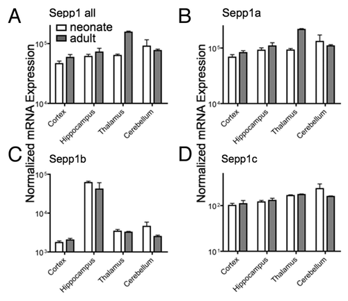 Figure 5. Expression of Sepp1 transcript variants in different brain regions for total Sepp1 (A), Sepp1a (B), Sepp1 b(C), and Sepp1c (D). Absolute measurements of qPCR from indicated tissue were performed as described in Figure 4.