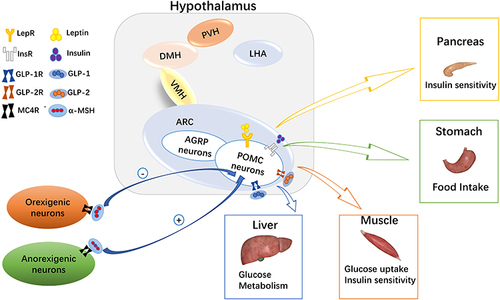 Figure 1 Melanocortin system in glucose homeostasis. In the arcuate nucleus of the hypothalamus, there are many hormone receptors on pro-opiomelanocortin (POMC) neurons. Leptin, insulin, glucagon-like peptide (GLP)-1, and GLP-2 act on liver, skeletal muscle, and the pancreas to regulate blood glucose levels by binding with their corresponding receptors. At the same time, α-melanocyte stimulating hormone (α-MSH) on orexigenic or anorexigenic neurons binds with the melanocortin 4 receptor (MC4R) to regulate appetite and glucose homeostasis.