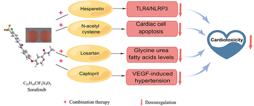 Figure 2 Treatment of sorafenib-induced cardiovascular toxicity. Co-administration of sorafenib with hesperetin, N-acetyl cysteine (NAC), losartan, or captopril can counter sorafenib’s negative effects. TLR4, Toll-like receptor 4; NLRP3, NOD-like receptor thermal protein domain associated protein 3.