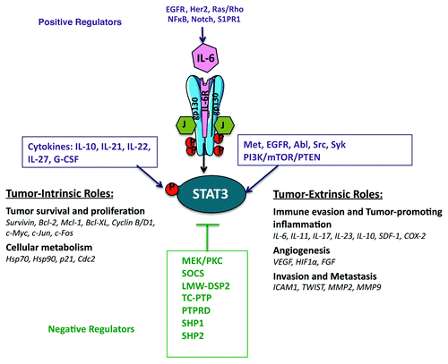 Figure 1. The role of activated STAT3 and its molecular targets in tumorigenesis.