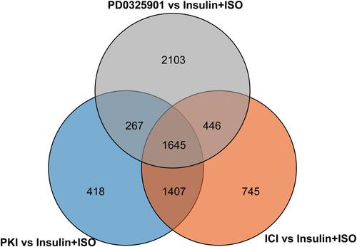 Figure 3 Venn diagram shows the number of DEGs identified by RNA sequencing in ICI versus Insulin+ISO (orange), PD0325901 versus Insulin+ISO (gray) and PKI versus Insulin+ISO (blue).