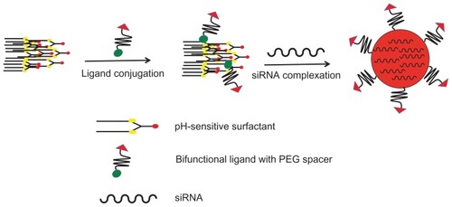 Figure 2 Preparation of pegylated targeted EHCO/siRNA nanoparticles.Abbreviations: EHCO, N-(1-aminoethyl)iminobis[N-(oleoylcysteinylhistinyl-1-aminoethyl)propionamide]; siRNA, short-interfering RNA; PEG, polyethylene glycol.