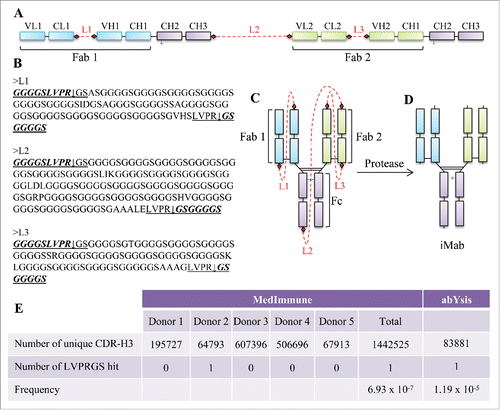 Figure 1. Molecular design, amino acid sequence of the linkers, cartoon representation and protease processing of the iMab, and frequency of the thrombin recognition site in the human CDR-H3. (A) Schematic representation of the tethered single-chain iMab design. The different domains of the iMab are schematically labeled. The linkers are shown in red as dotted lines and the protease cleavage sites are shown by red filled diamonds. (B) Amino acid sequence of the linkers. The thrombin recognition sites are underlined and the arrows represent the cleavage sites. In italics and bold text are the sequences remaining with the iMab after thrombin cleavage. (C) Cartoon representation of the iMab with linkers and (D) iMab with the linkers removed after thrombin treatment. (E) Number of unique CDR-H3 sequences from MedImmune and from abYsis databases with the number of hits found for the thrombin recognition sequence and its frequency.