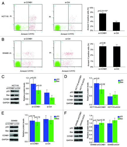 Figure 6. Suppression of CCNB1 induces apoptosis in p53-wt HCT116 cells. (A and B) Seventy-two hours after transfection, apoptosis assay was performed to determine the early apoptotic rate of HCT116 and SW480 cells. Data were presented as mean ± SD of three independent experiments. (C and D) Western blot analysis of P53 and Bax proteins in CCNB1-repressed HCT116 cells and tumor xenografts generated from HCT116-shCCNB1 cells. The data shown were mean ± SD of three individual experiments. (E and F) Western blot analysis of P53 and Bax proteins in CCNB1-repressed SW480 cells and tumor xenografts generated from SW480-shCCNB1 cells. The data shown were mean ± SD of three individual experiments.